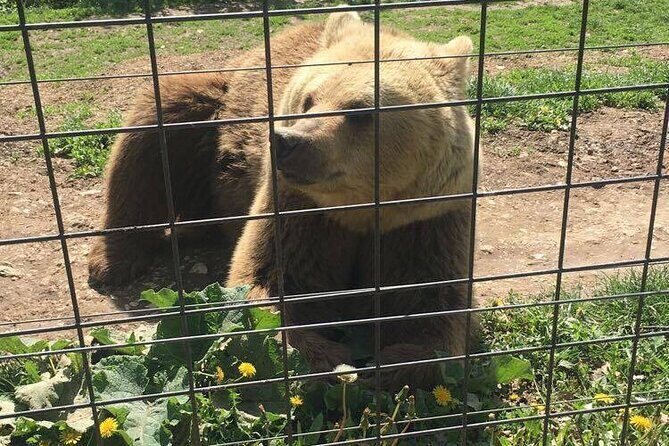 Bear Sanctuary and Bran Castle from Brasov - Price and Value: What the $63 Actually Covers (and What Doesn’t)