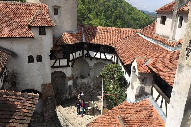 Bear Sanctuary and Bran Castle from Brasov - Who This Tour Suits Best (and Who Might Want Another Option)