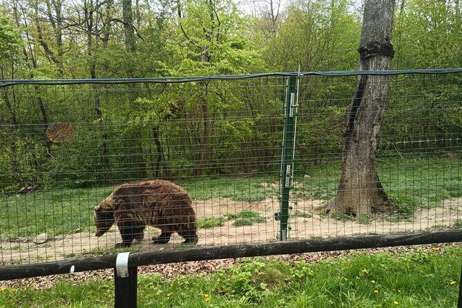 Bear Sanctuary and Bran Castle from Brasov - Getting From Brasov to Zărnești: Pickup, Ride Comfort, and Useful Stops