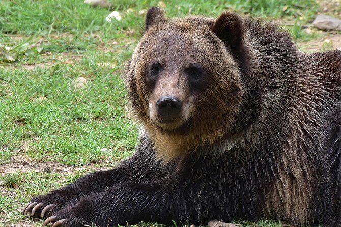 Bear Sanctuary and Dracula's Castle, 1-day Private Tour - Libearty Bear Sanctuary Zărnești: Rescue Stories and the Morning Feeding Window