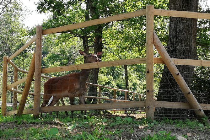 Bear Sanctuary and Dracula's Castle, 1-day Private Tour - Who This Private Tour Fits Best