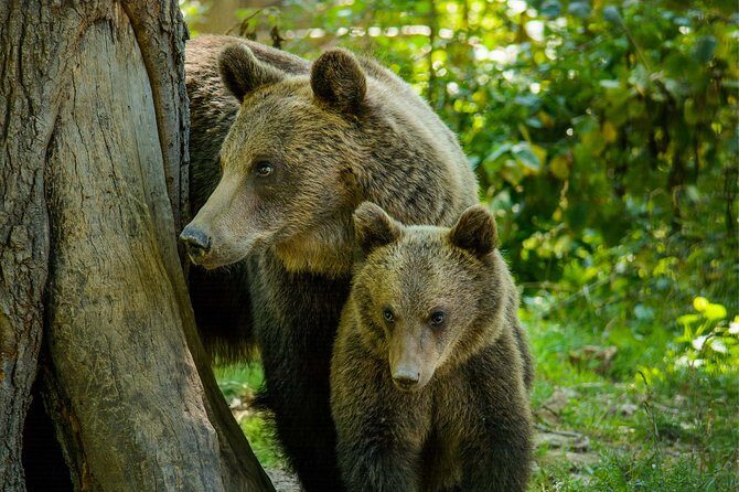 Bear Sanctuary and Dracula's Castle, 1-day Private Tour - Bran Castle: Teutonic Roots, Saxon Strengthening, and the Dracula Lines