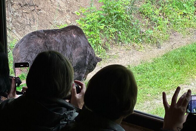 Bear Watching In Brasov: Observe Wild Bears From A Hideout (100%) - Key Highlights You’ll Care About