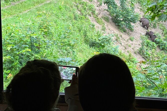Bear Watching In Brasov: Observe Wild Bears From A Hideout (100%) - Your 4:00 PM Plan: Pickup in Brașov and the Drive to the Forest