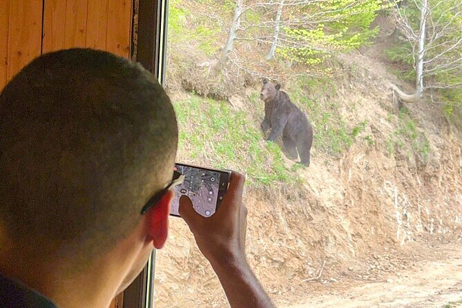 Bear Watching In Brasov: Observe Wild Bears From A Hideout (100%) - What You Might See: Bears, Numbers, and the Fox Bonus