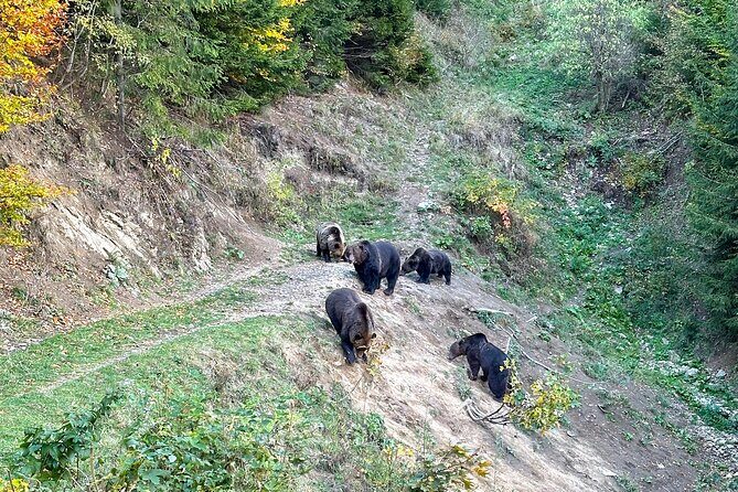 Bear Watching In Brasov: Observe Wild Bears From A Hideout (100%) - Your Guide Matters: Facts, Q&A, and Small Tips That Help