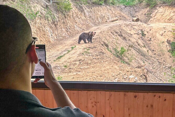 Bear Watching In Brasov: Observe Wild Bears From A Hideout (100%) - Timing, Weather, and Why Your Afternoon Might Shift