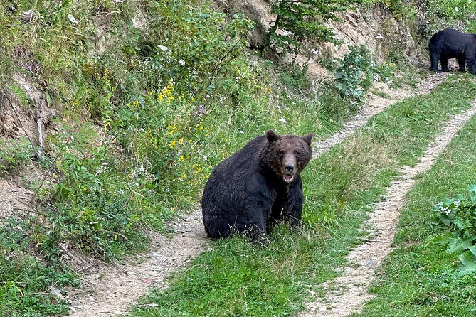 Bear Watching In Brasov: Observe Wild Bears From A Hideout (100%) - Getting the Most From Your Wildlife Afternoon