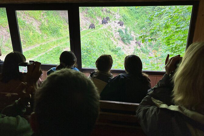 Bear Watching In Brasov: Observe Wild Bears From A Hideout (100%) - Inside the Hideout: How Feeding Time Works