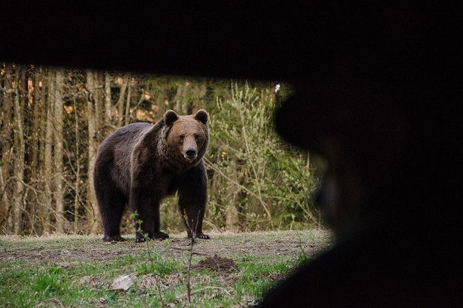 Bear watching in the Land of Volcanoes - Key Things to Know Before You Go