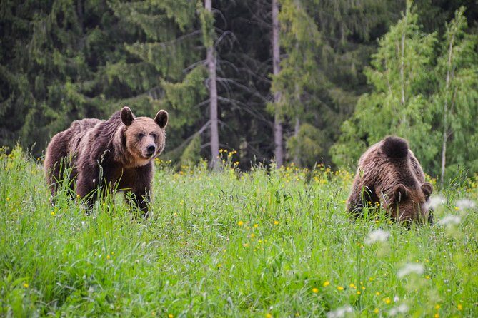 Bear watching in the Land of Volcanoes - Ciomatu Massif and St. Anna Lake: where the bear hide is set