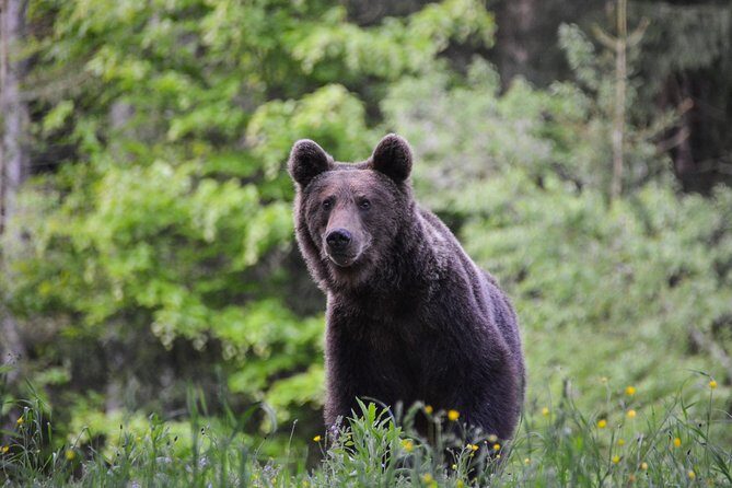 Bear watching in the Land of Volcanoes - Inside the bear hide: what to expect when bears show up