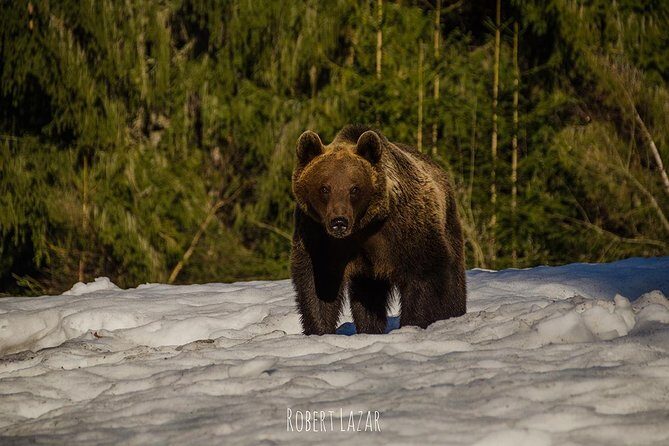 Bear watching in the Land of Volcanoes - The guide’s bear-behavior talk (and why it helps you spot more)