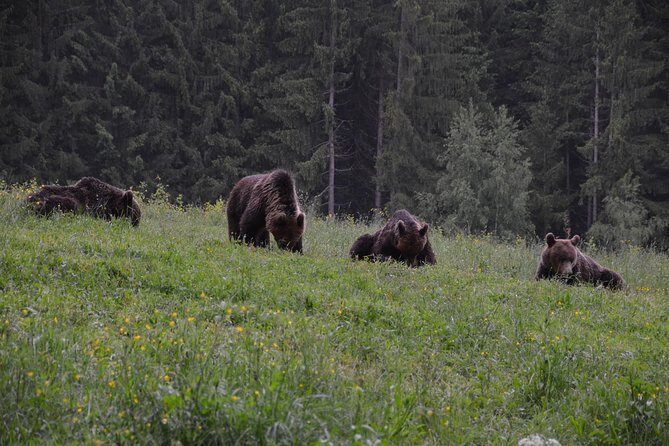Bear watching in the Land of Volcanoes - Price and value for $225.65 in the Brasov area