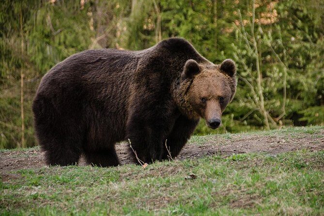 Bear watching in the Land of Volcanoes - What to bring and how to plan around weather