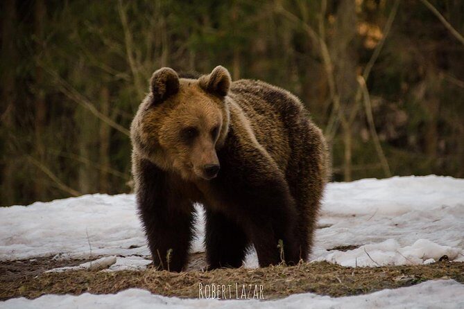 Bear watching in the Land of Volcanoes - Should you book this bear watching tour from Brasov?