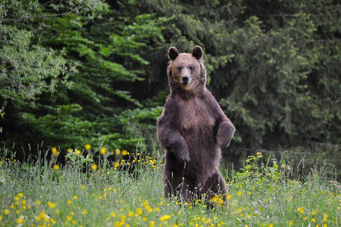 Bear watching in the Land of Volcanoes - FAQ