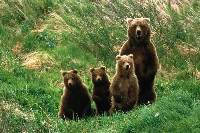Bear Watching in The Wild from Brasov (100 %) - Bear Watching in Transylvania From Brasov: What You’re Really Signing Up For