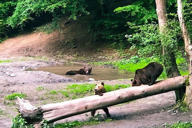 Bear Watching in The Wild from Brasov (100 %) - Brasov Pickup, Private Transfers, and the Calm Pace (Not a Bus Tour)