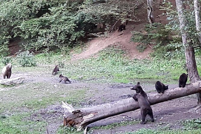 Bear Watching in The Wild from Brasov (100 %) - Brown Bear Behavior Lessons You’ll Actually Use in the Forest
