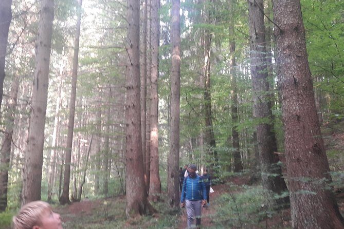 Bear Watching in The Wild from Brasov (100 %) - Price and Value: Is $120.47 Worth It?