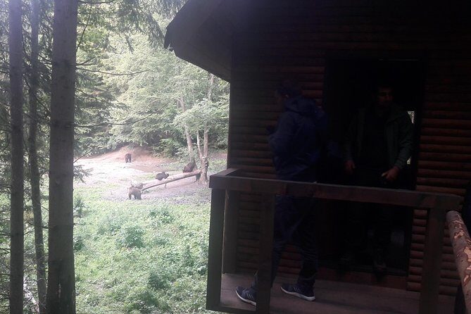 Bear Watching in The Wild from Brasov (100 %) - Included Comfort vs. Summer Reality: The Observer Cabin Consideration