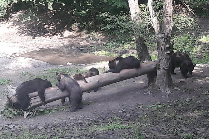 Bear Watching in The Wild from Brasov (100 %) - When This Tour Runs (and When It Doesn’t)