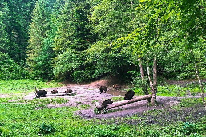 Bear Watching in The Wild from Brasov (100 %) - The Discovery Transylvania Forest Session: Two Hours Waiting for Bears