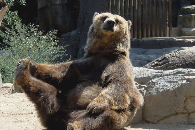 Bears Sanctuary, Dracula's Castle, Brasov Day Trip Private Tour from Bucharest - Morning Pickup From Bucharest: Why Private Matters