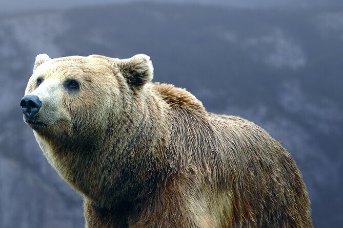 Bears Sanctuary, Dracula's Castle, Brasov Day Trip Private Tour from Bucharest - Bran Castle (Dracula’s Castle) Without the Theme Park Feel