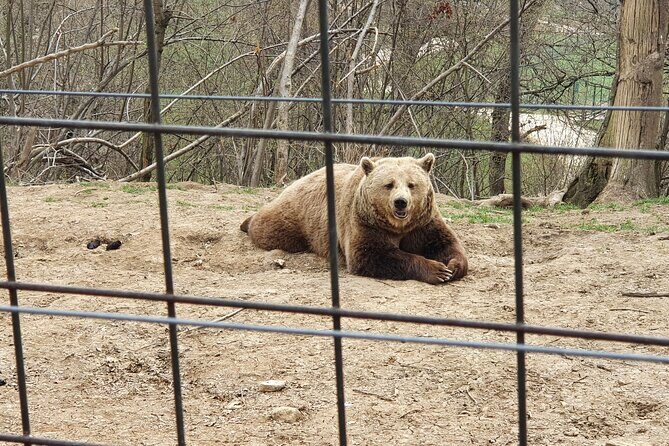 Bears Sanctuary, Dracula's Castle, Brasov Day Trip Private Tour from Bucharest - Brasov Historical Center: Medieval Streets, Mountain Energy