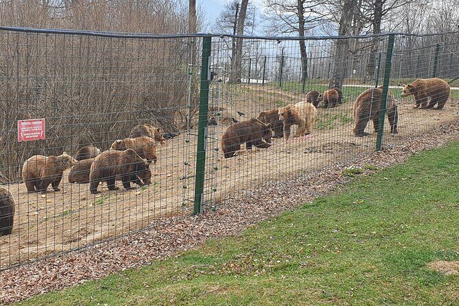 Bears Sanctuary, Dracula's Castle, Brasov Day Trip Private Tour from Bucharest - Price and Value: Is $307.56 Per Person Worth It?
