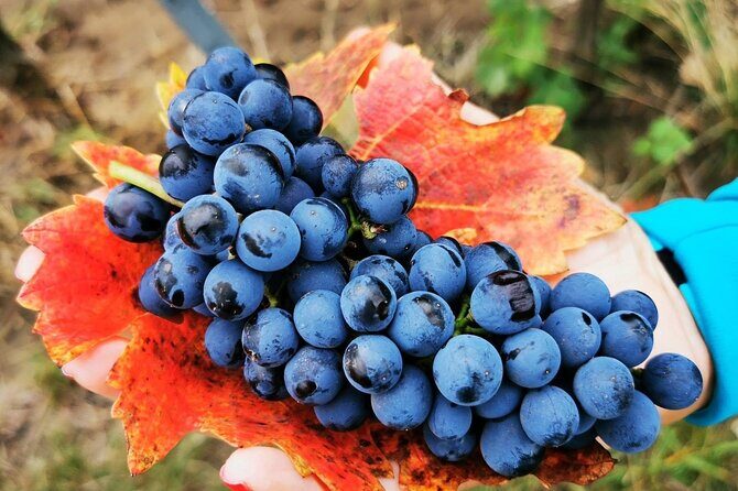 Bike & Wine tour in Dealu Mare wineland - Key highlights at a glance