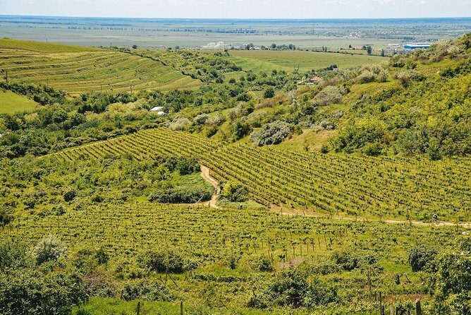 Bike & Wine tour in Dealu Mare wineland - Pickup from Bucharest: the real start of the experience