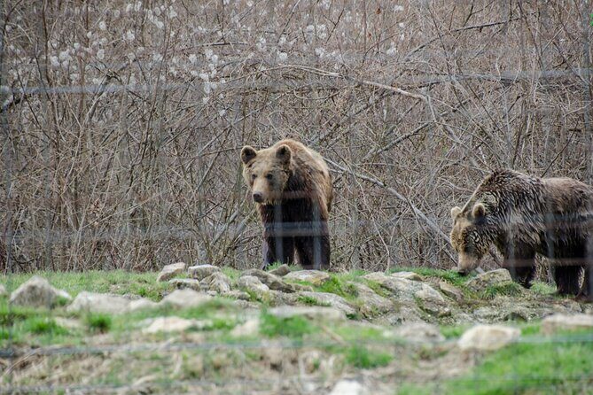 Bran Castle, Bear Sanctuary, and Rasnov Fortress Half Day Tour - Meeting point and timing: start strong at 8:30am