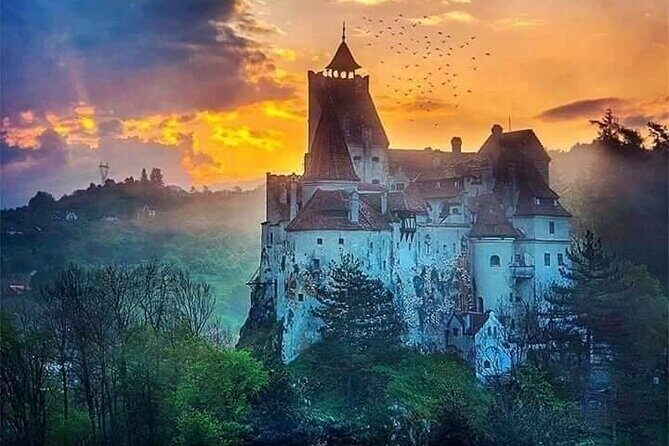 Brasov: Bear Sanctuary, Bran Castle & Rasnov Fortress GUIDED Tour - Who should book this Brasov bears-and-castles tour