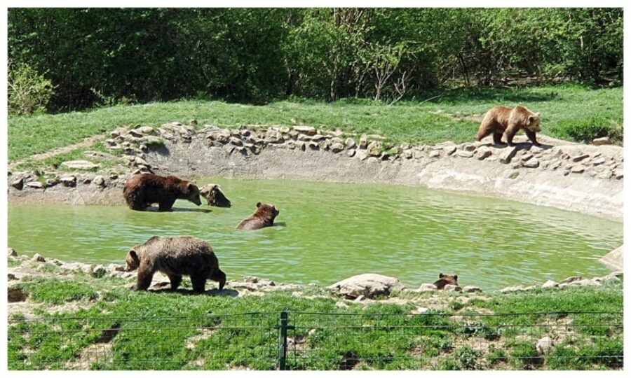 Brasov: Bear Sanctuary, Dracula Castle, and Râşnov Fortress - A Brasov Day Trip That Actually Works in 6 Hours