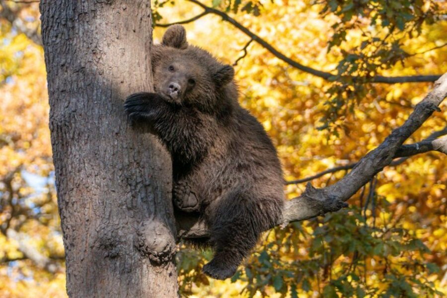 Brasov: Bear Sanctuary, Dracula Castle, and Râşnov Fortress - What the Guide Adds at Each Stop (It Changes the Feeling of the Day)