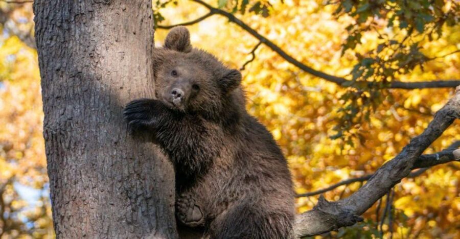 Brasov: Bear Sanctuary, Dracula Castle, and Râşnov Fortress - Pickup, Ride Comfort, and How the Day Stays Organized
