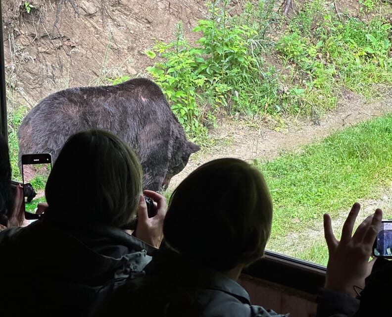 Brasov: Bear Watching in the Wild (From a Hideout) - Key things I’d zero in on