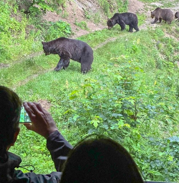 Brasov: Bear Watching in the Wild (From a Hideout) - Safety, Comfort, and Rain: The Practical Stuff That Matters
