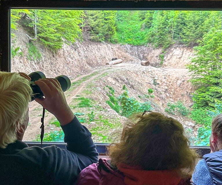 Brasov: Bear Watching in the Wild (From a Hideout) - Getting There From Brasov Without Wear and Tear
