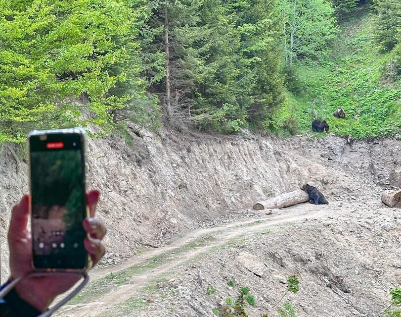 Brasov: Bear Watching in the Wild (From a Hideout) - Inside the Forest: Rangers, the Hideout, and No Hiking