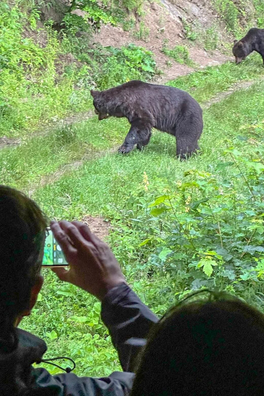 Brasov: Bear Watching in the Wild (From a Hideout) - What Else You Might See Besides Brown Bears