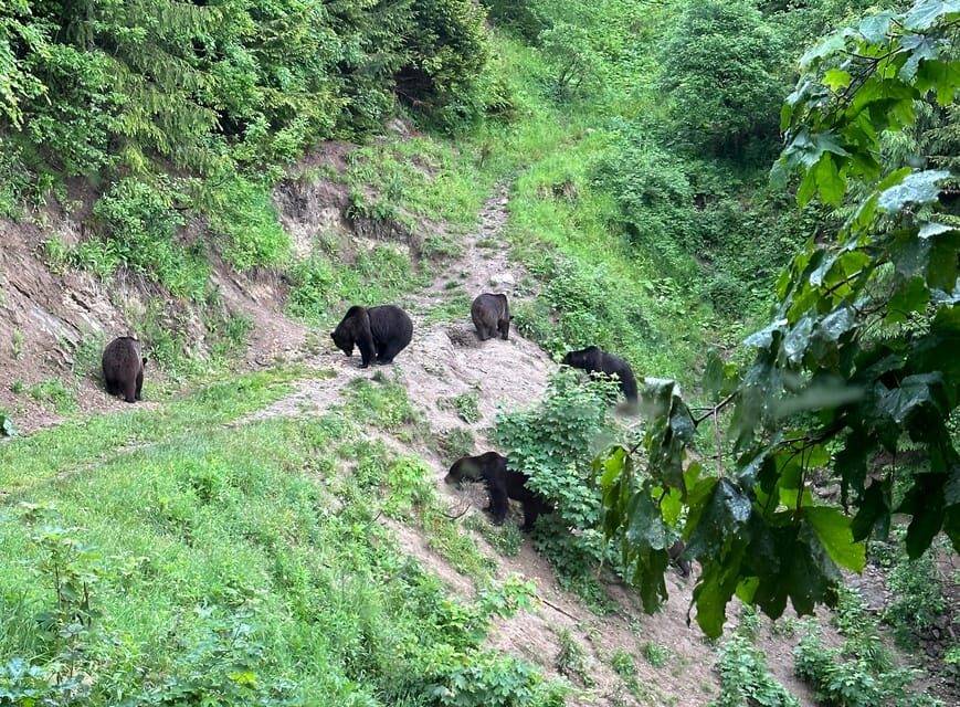 Brasov: Bear Watching in the Wild (From a Hideout) - Guides and Language: When Explanations Make the Sighting Better