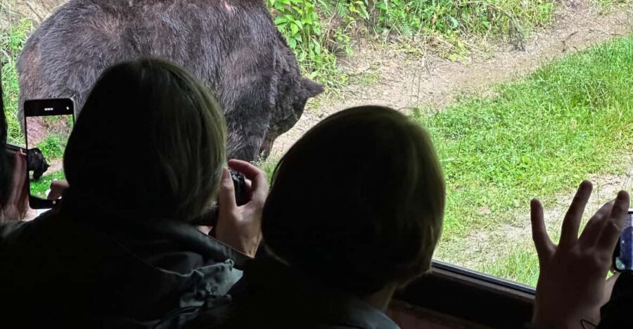 Brasov: Bear Watching in the Wild (From a Hideout) - Value for $104: What You’re Really Paying For