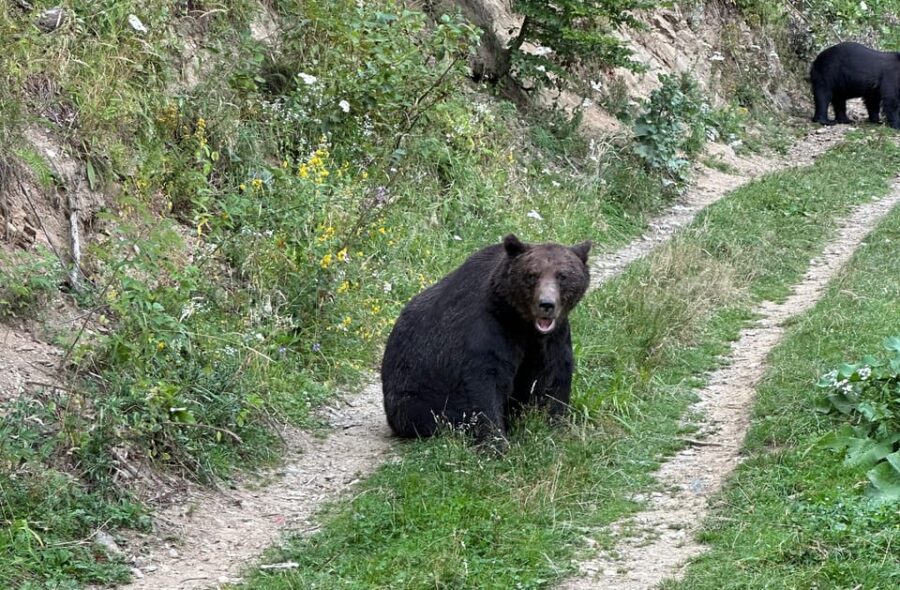 Brasov: Bear Watching in the Wild (From a Hideout) - How the Afternoon Works in Real Life (3 Hours Total)