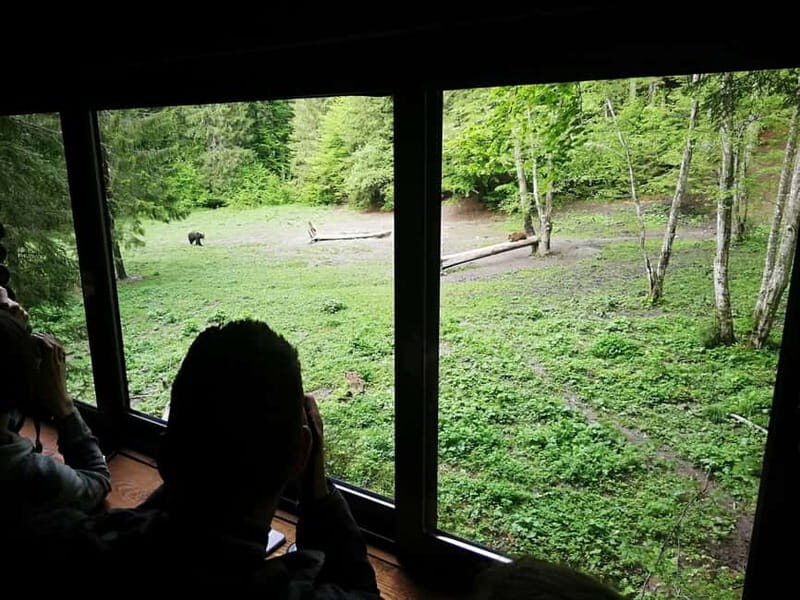 Brasov: Brown Bear & Wildlife Watching - Carpathian Bear Watching from Brasov: The Dusk-So-Hush Plan