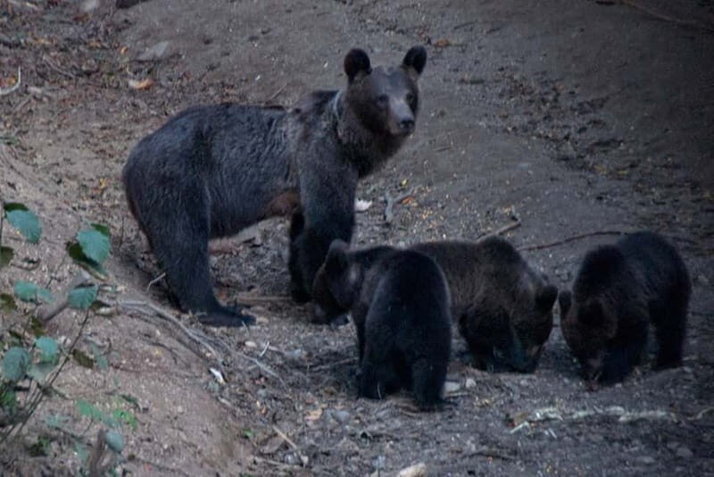 Brasov: Brown Bear & Wildlife Watching - From Piața Sfatului to the Hide: Getting There Without Making Noise