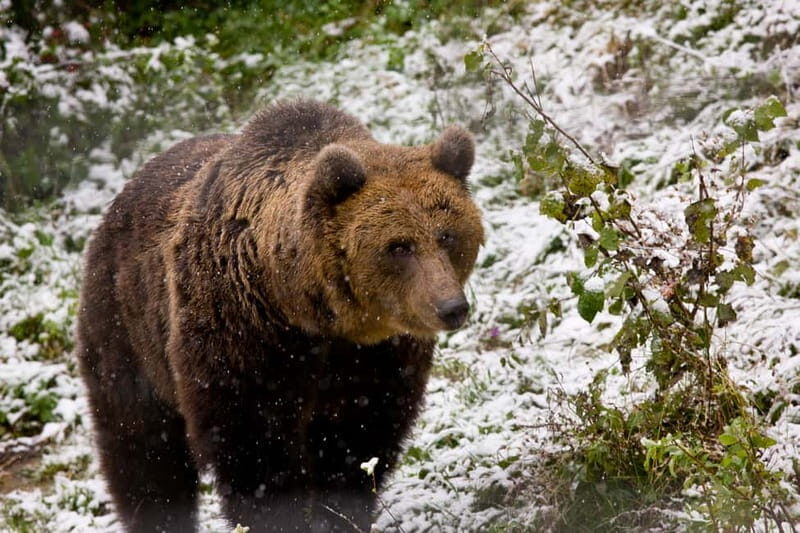 Brasov: Brown Bear & Wildlife Watching - Wildlife Odds in the Carpathians: Bears First, Then the Extras